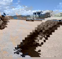 Magnetic Island Tour Maggie Comprehensive - Accommodation Port Hedland