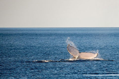 Whale Watching Ocean Tour - Accommodation Port Hedland 0