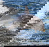 Noosa Oceanrider Scenic Dolphin Safari - Accommodation Port Hedland