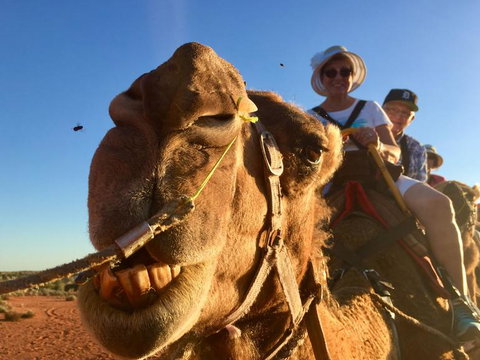 Uluru Small-Group Tour By Camel At Sunrise Or Sunset - Accommodation Port Hedland 7