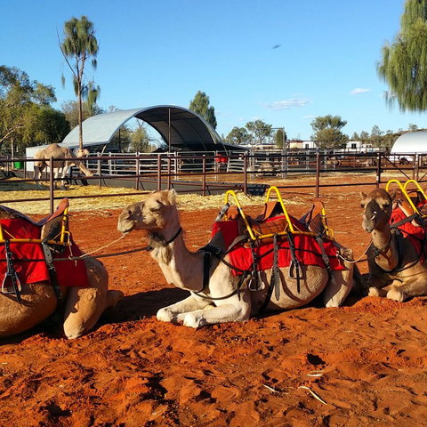 Uluru Small-Group Tour By Camel At Sunrise Or Sunset - Accommodation Port Hedland 15