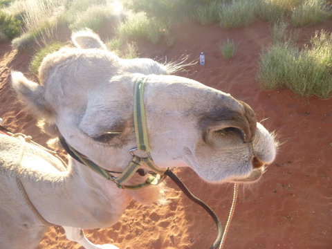 Uluru Small-Group Tour By Camel At Sunrise Or Sunset - Accommodation Port Hedland 10