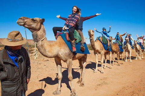 Alice Springs Camel Tour - Accommodation Port Hedland 7