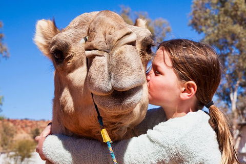 Alice Springs Camel Tour - Accommodation Port Hedland 2