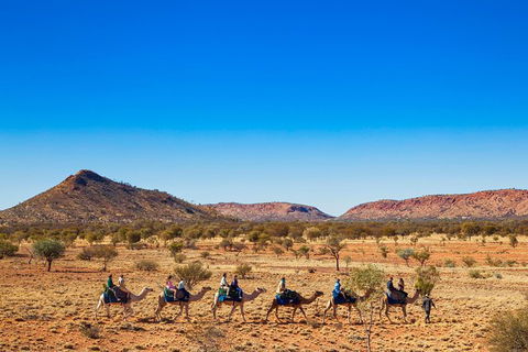 Alice Springs Camel Tour - Accommodation Port Hedland 5