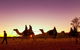 Alice Springs Camel Tour - thumb 4