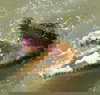 Darwin Jumping Crocodiles Cruise on Adelaide River - Accommodation Port Hedland