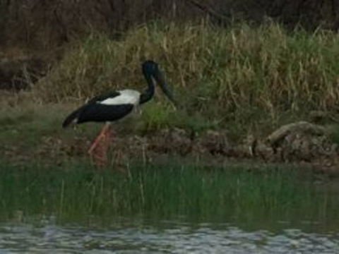 1 Day Corroboree Billabong Wetland Experience Including 2.5 Hour Cruise + Lunch - Accommodation Port Hedland 3