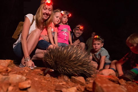 Alice Springs Desert Park Nocturnal Tour - Accommodation Port Hedland 5