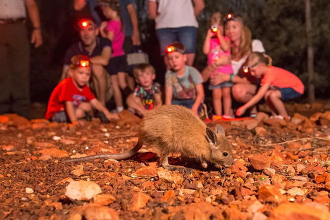 Alice Springs Desert Park Nocturnal Tour - Accommodation Port Hedland 7