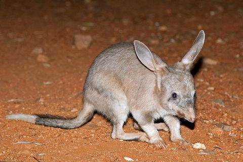 Alice Springs Desert Park Nocturnal Tour - Accommodation Port Hedland 4