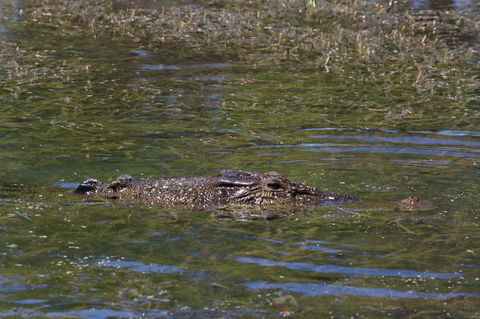 Kakadu, Nourlangie And Yellow Waters Tour From Darwin - Accommodation Port Hedland 16