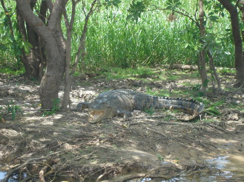 Kakadu, Nourlangie And Yellow Waters Tour From Darwin - Accommodation Port Hedland 21