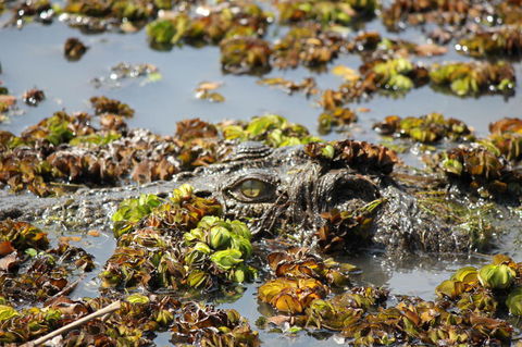 Kakadu, Nourlangie And Yellow Waters Tour From Darwin - Accommodation Port Hedland 17