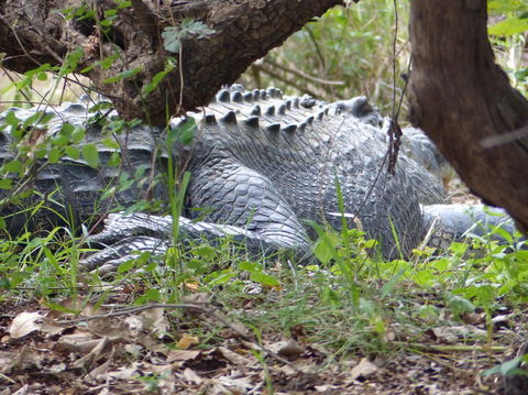 Kakadu, Nourlangie And Yellow Waters Tour From Darwin - Accommodation Port Hedland 13