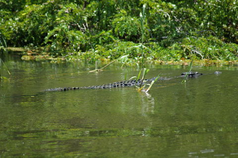 Kakadu, Nourlangie And Yellow Waters Tour From Darwin - Accommodation Port Hedland 4