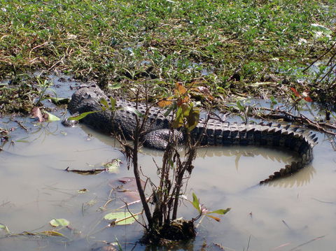 Kakadu, Nourlangie And Yellow Waters Tour From Darwin - Accommodation Port Hedland 19