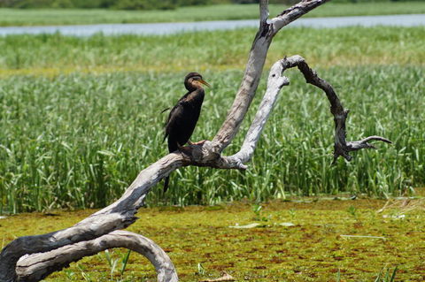 Kakadu, Nourlangie And Yellow Waters Tour From Darwin - Accommodation Port Hedland 2