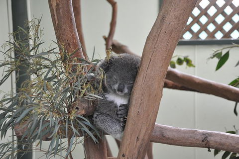 All-Inclusive Blue Mountains Tour In A Luxury Mercedes Sprinter - Accommodation Port Hedland 18