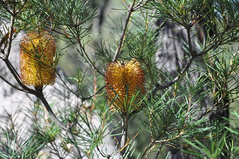 All-Inclusive Blue Mountains Tour In A Luxury Mercedes Sprinter - Accommodation Port Hedland 12