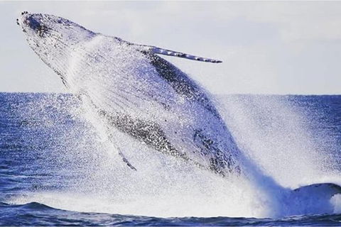 Whale Watching Sailing Experience In Sydney - Accommodation Port Hedland 0