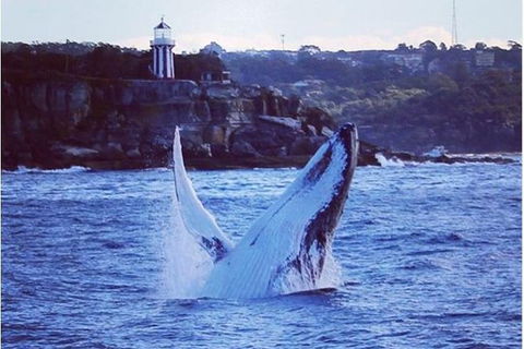Whale Watching Sailing Experience In Sydney - Accommodation Port Hedland 1