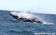 Whale Watching Sailing Experience In Sydney - thumb 9
