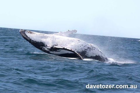 Whale Watching Sailing Experience In Sydney - Accommodation Port Hedland 9