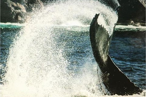 Whale Watching Sailing Experience In Sydney - Accommodation Port Hedland 4