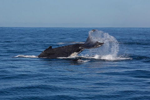 Whale Watching Sailing Experience In Sydney - Accommodation Port Hedland 8