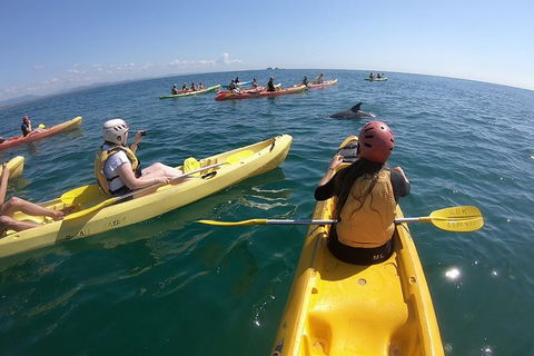 Kayaking With Dolphins In Byron Bay Guided Tour - Accommodation Port Hedland 13