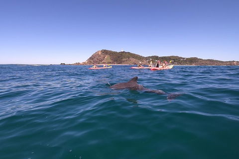 Kayaking With Dolphins In Byron Bay Guided Tour - Accommodation Port Hedland 5
