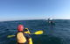 Kayaking With Dolphins In Byron Bay Guided Tour - thumb 19