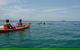 Kayaking With Dolphins In Byron Bay Guided Tour - thumb 10
