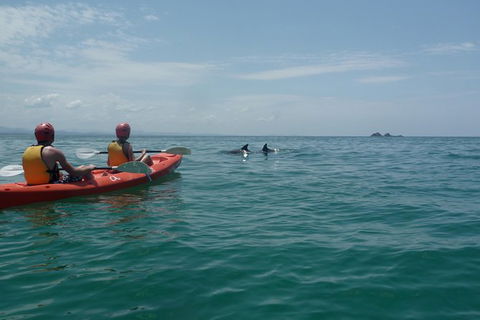 Kayaking With Dolphins In Byron Bay Guided Tour - Accommodation Port Hedland 10