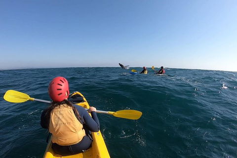 Kayaking With Dolphins In Byron Bay Guided Tour - Accommodation Port Hedland 18