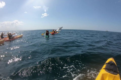 Kayaking With Dolphins In Byron Bay Guided Tour - Accommodation Port Hedland 7