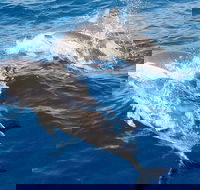 Port Stephens Day Tour From Sydney Including 4WD Sandboarding and Dolphins - Accommodation Port Hedland