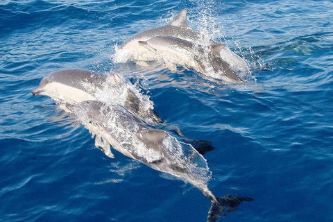 Port Stephens Day Tour From Sydney Including 4WD, Sandboarding And Dolphins - Accommodation Port Hedland 0