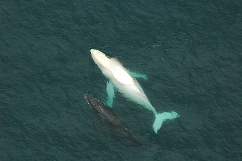 Coffs Harbour Whale Watch Experience - Accommodation Port Hedland 1