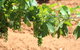 Hunter Valley Private Tour Including Wine, Chocolate, Cheese, Vodka, Gin Tasting - thumb 12