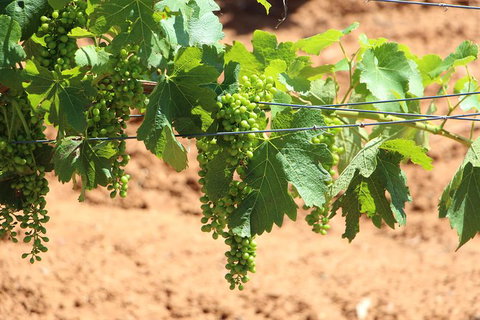Hunter Valley Private Tour Including Wine, Chocolate, Cheese, Vodka, Gin Tasting - Accommodation Port Hedland 12