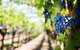 Hunter Valley Private Tour Including Wine, Chocolate, Cheese, Vodka, Gin Tasting - thumb 18