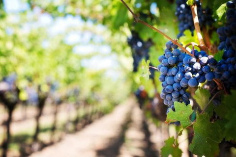 Hunter Valley Private Tour Including Wine, Chocolate, Cheese, Vodka, Gin Tasting - Accommodation Port Hedland 18