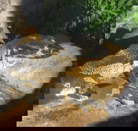 Armadale Reptile Centre - Accommodation Port Hedland