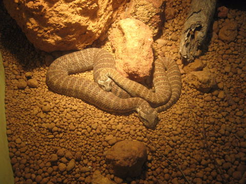 Armadale Reptile Centre - Accommodation Port Hedland 1