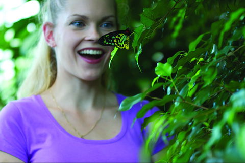 Coffs Harbour Butterfly House - Accommodation Port Hedland 0