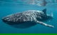 Coral Coast Wildlife - thumb 2