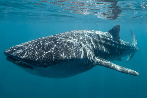 Coral Coast Wildlife - Accommodation Port Hedland 2