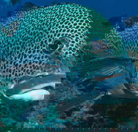 Fish Bowl Dive Site - Accommodation Port Hedland
